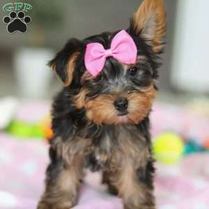 Bella, Yorkie Puppy